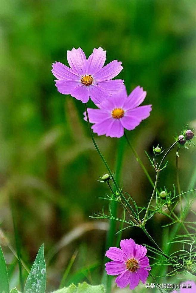 小小格桑花,怎么拍摄才好看?_花朵_对比_象征