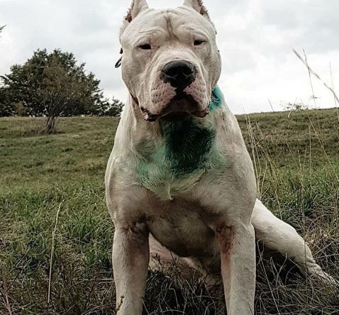 美国境内,斗犬比特已经过时,一种羊头狗身的猛犬,已成第一猛犬_猎犬