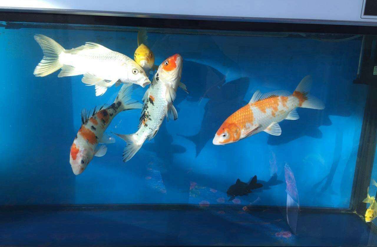 极谦堂五言(赵昆辰)谈鱼缸在客厅的摆放和禁忌_风水_位置_文化