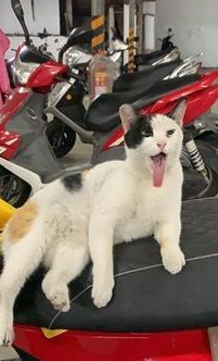 男子车座上躺了一只猫，睡醒后也赖着不走