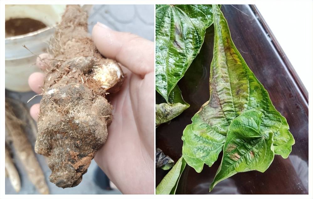 种植山药叶子长斑发黄,山药糊头怎么回事儿?如何预防?