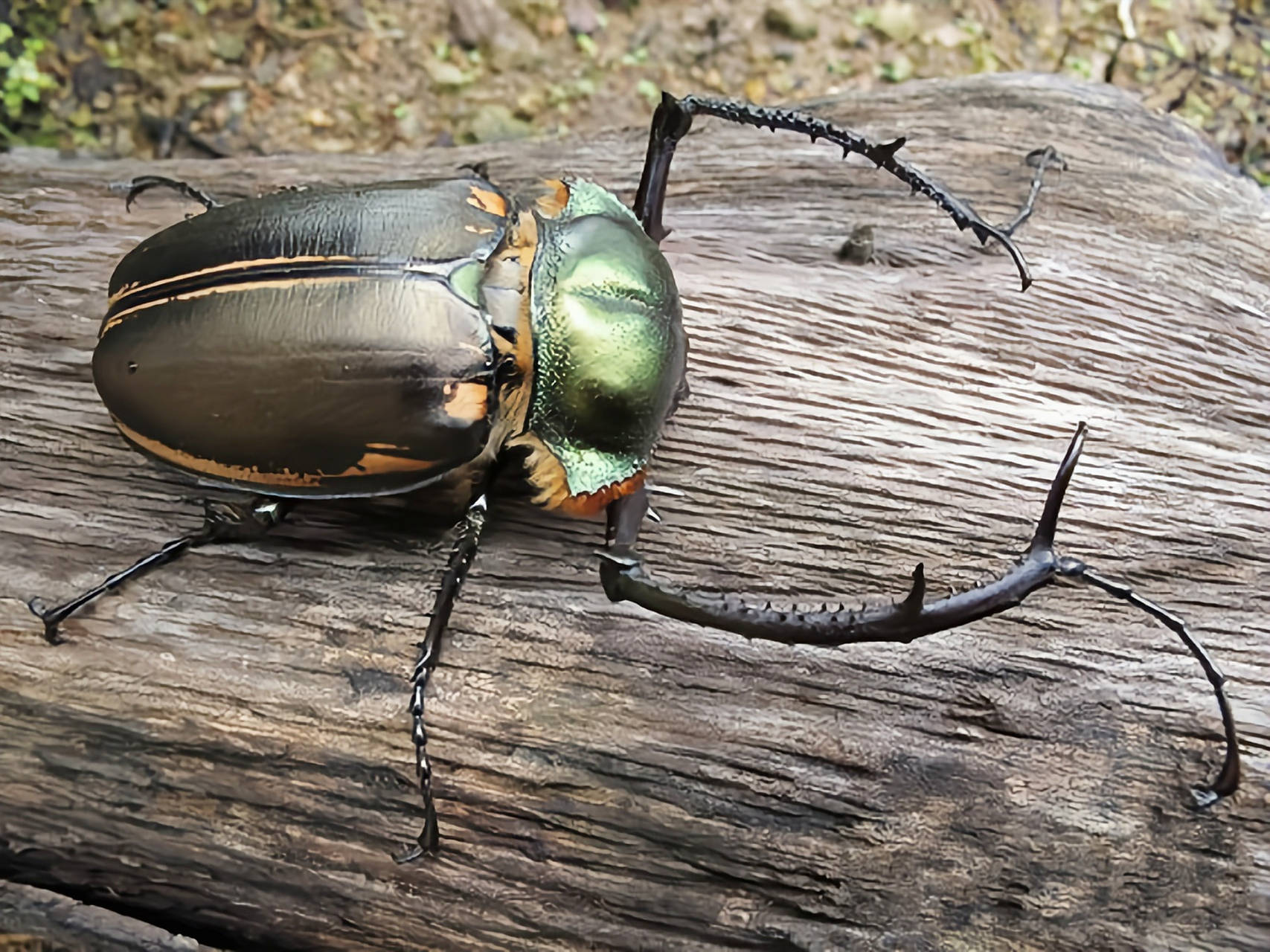 而在发现之后,进行了对该生物的确认,这个大甲虫整体呈墨绿色,甲壳泛