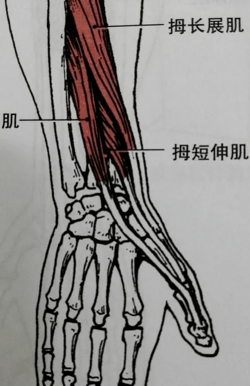 手腕部肌腱图片