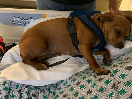 忠犬死守病床上的主人,医生查房时病人不动了 忠犬死守病床上的主人,医生查房时病人不动了