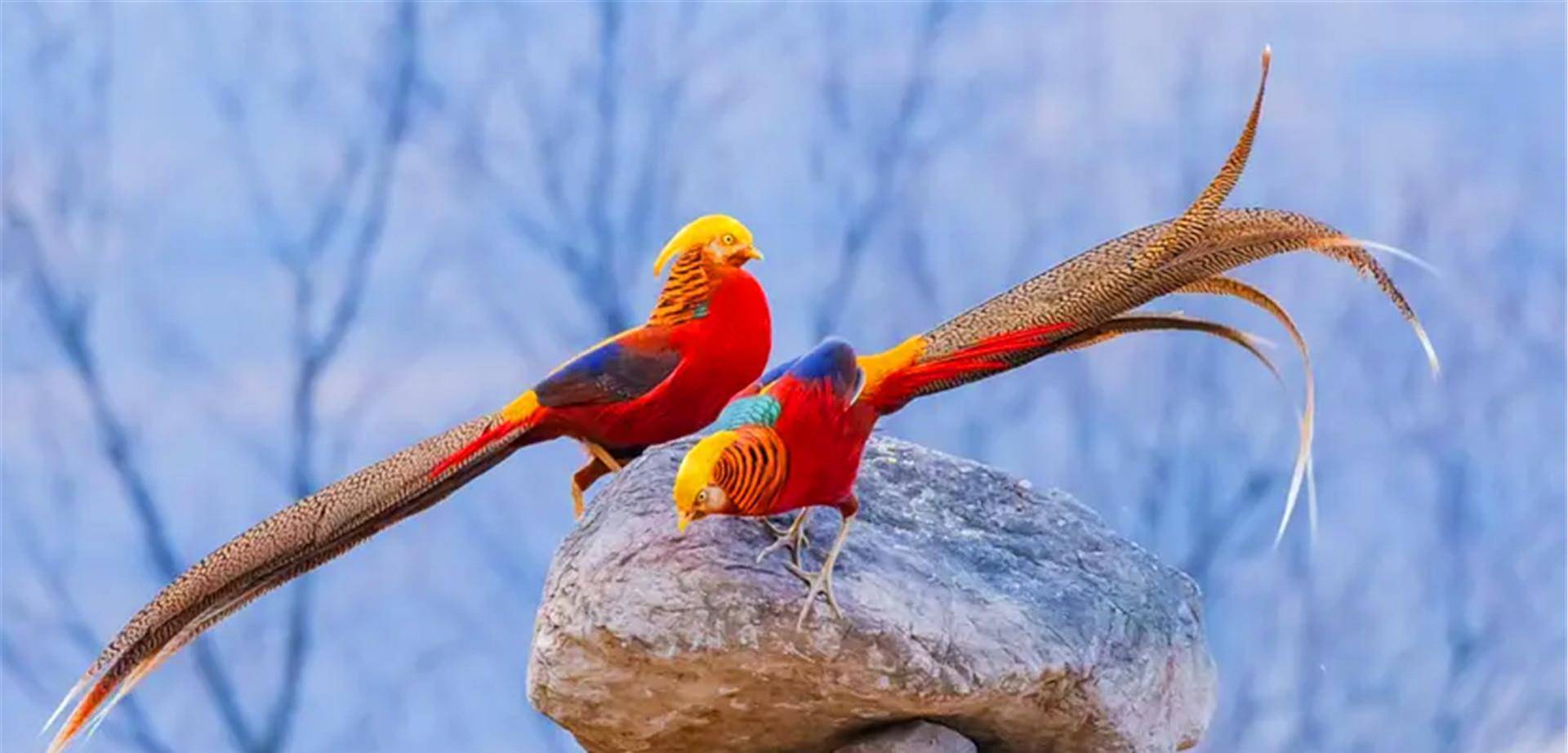 山西老人发现"怪鸟",投喂4年后,专家这是《山海经》里的凤凰_郭存锁