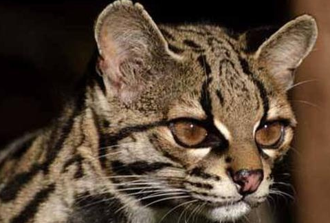 玩具虎猫是专家们开发的一种新品种,因为他们想满足在家养一只老虎的