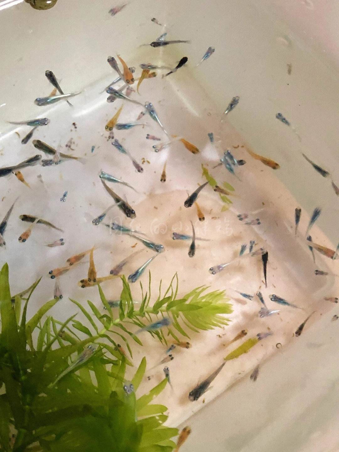 青鳉鱼的基因组已经被完整地测序和注释,这就意味着