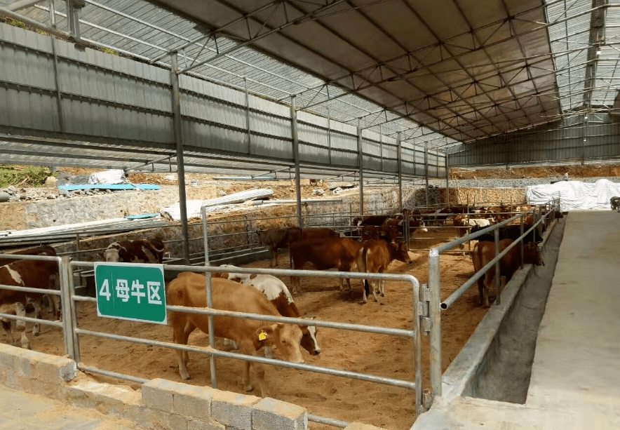 广西百色市刘老板牛场:坚持使用生物发酵床模式,改善牛群健康_牛粪