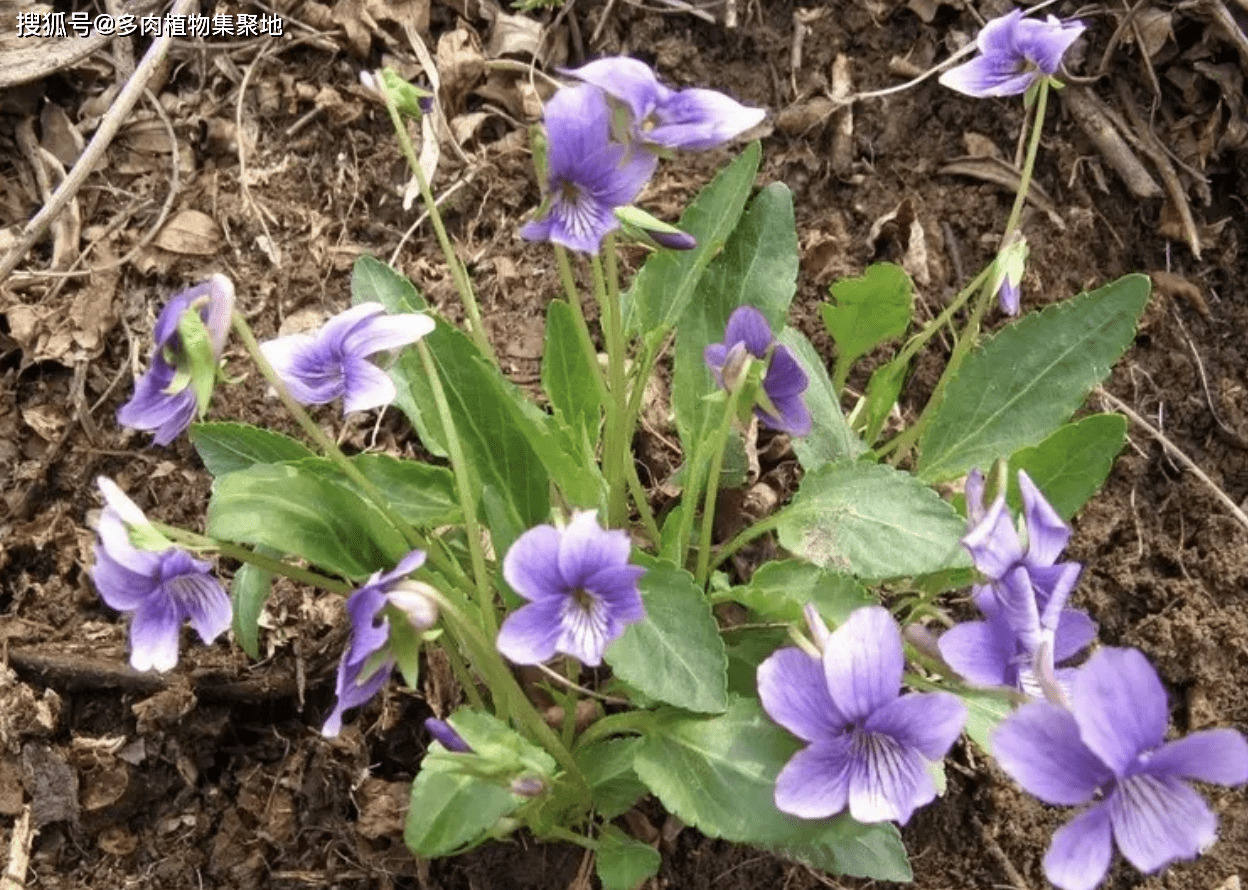 1种出了名的"摇钱草",农村就有,如今被当成花卉,能按棵卖!