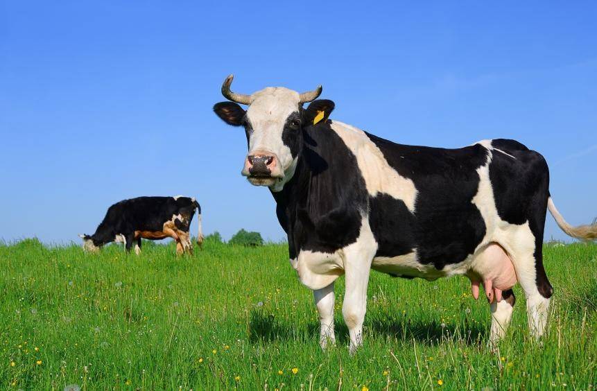 抗生素_生产_奶牛