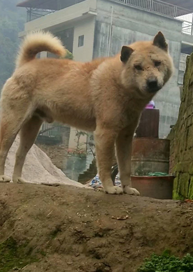 农村里的中华田园犬,脸上的疤痕遍布,狗王的品相_黄狗_老大_虎头