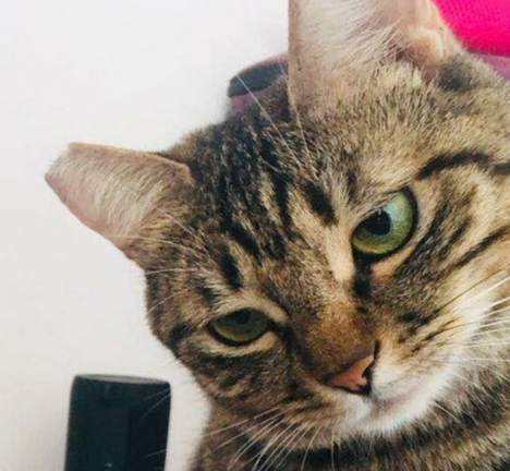 狸花猫国外受热捧，但养得起的外国人并不多 