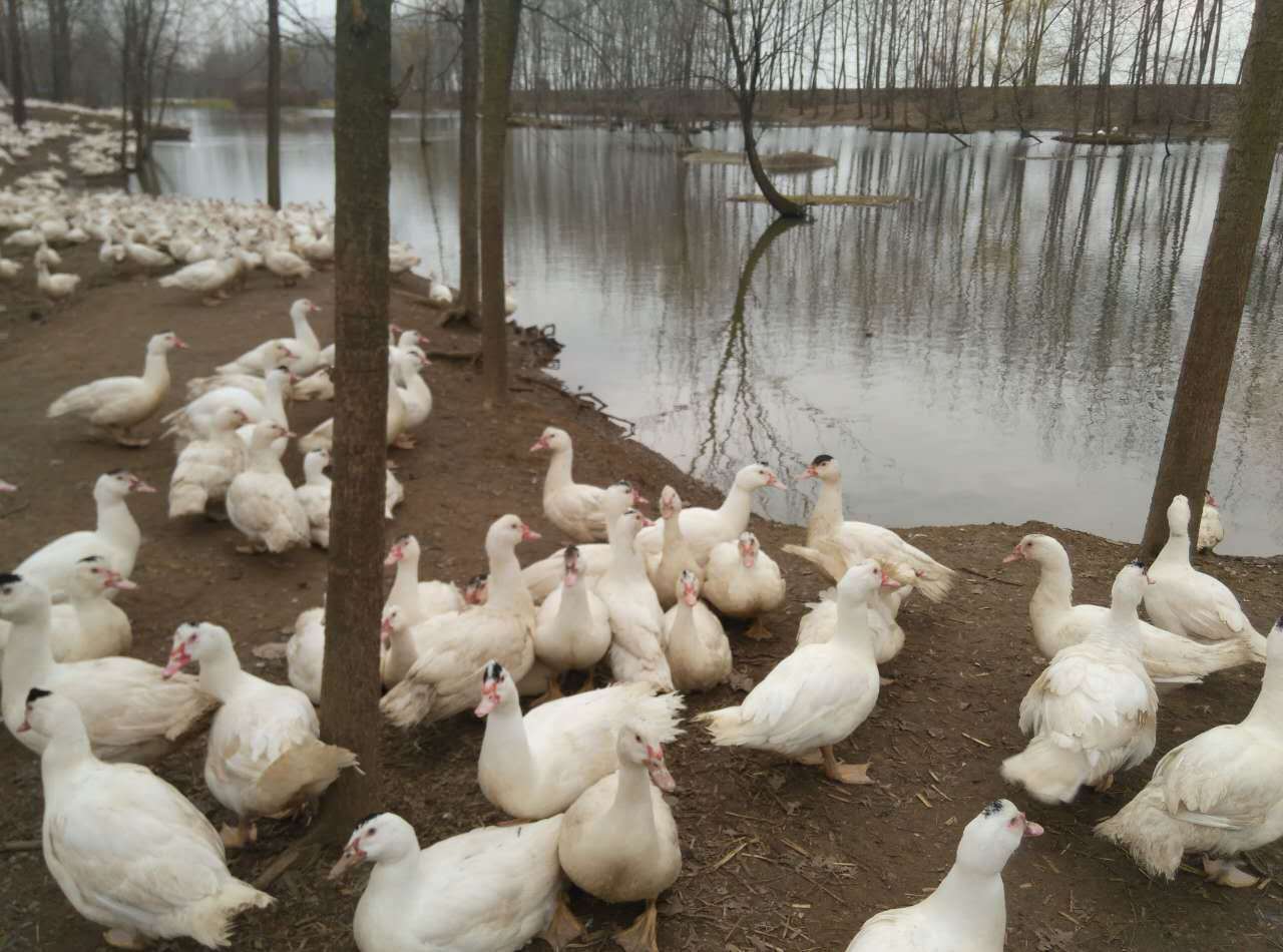 小牧俠-無黴劍客,可以分解飼料中的黴菌毒素,避免了黴菌毒素進入鴨子