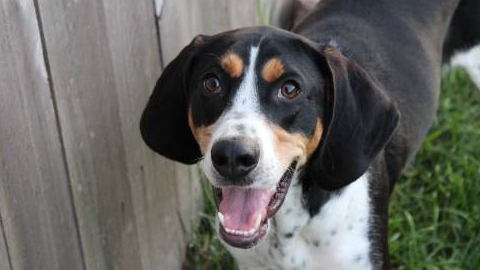 精明的欧洲人,误将它卖给了中国,如今已成中华原生名犬_太仓_猎犬