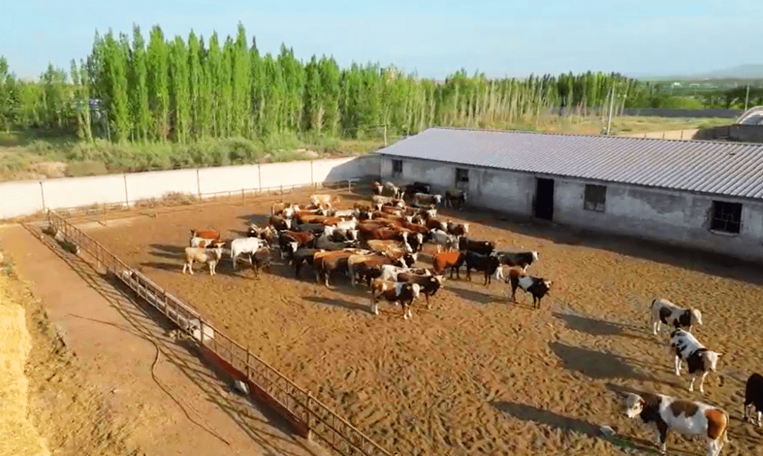源自大草原的纯真味道——新疆褐牛_肉质_环境_养殖者
