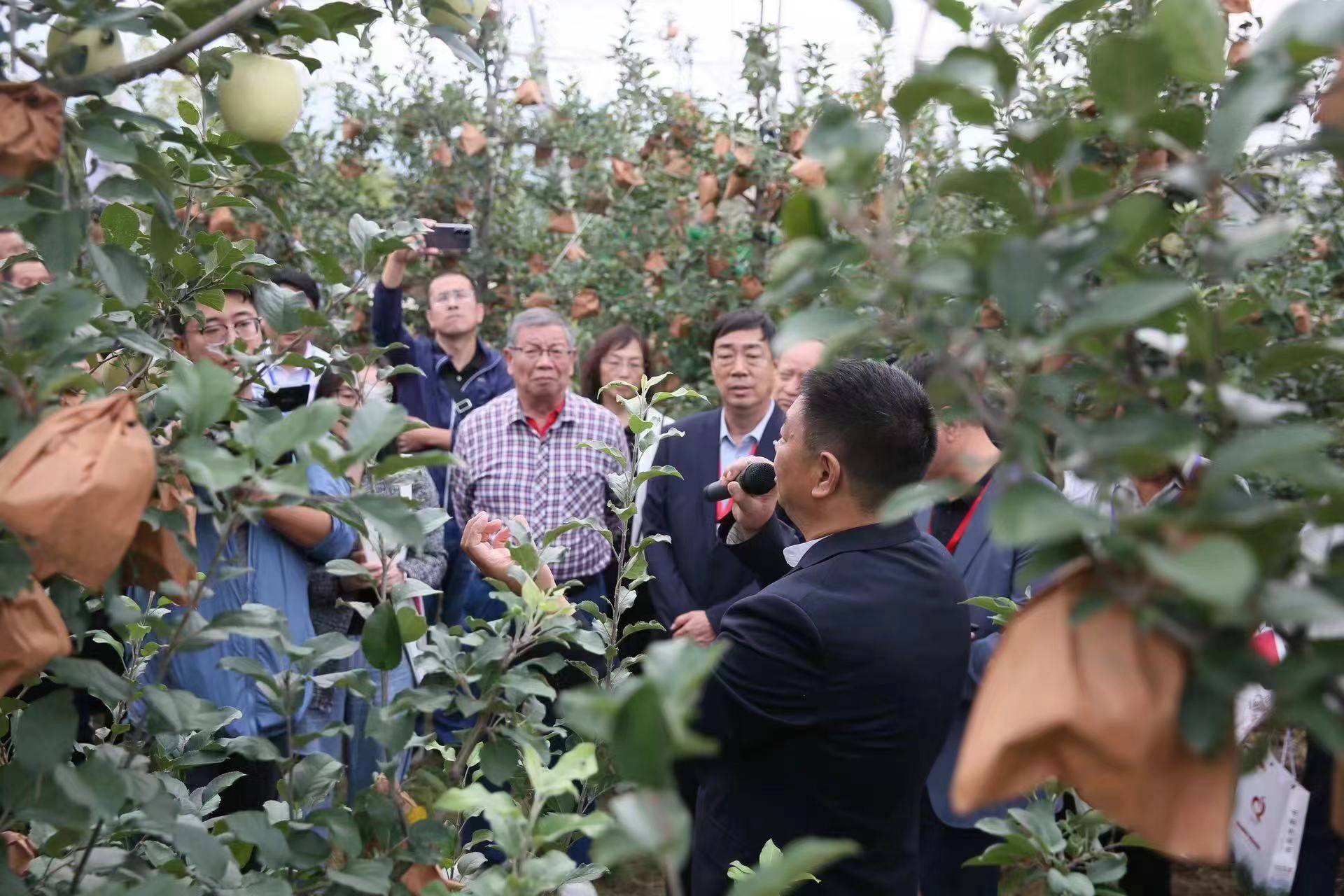 陕西省千阳县:"金"果果闪耀丰收节 "千阳苹果"成为县域经济新名片