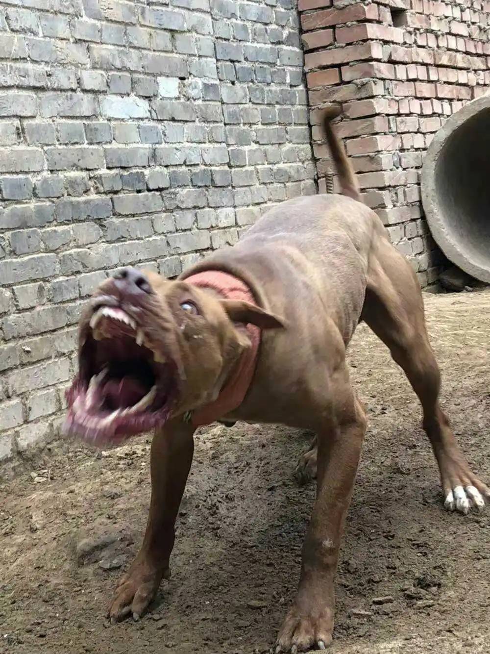 徒手的成年男性和比特犬搏斗，谁能赢？为什么？_搜狐网