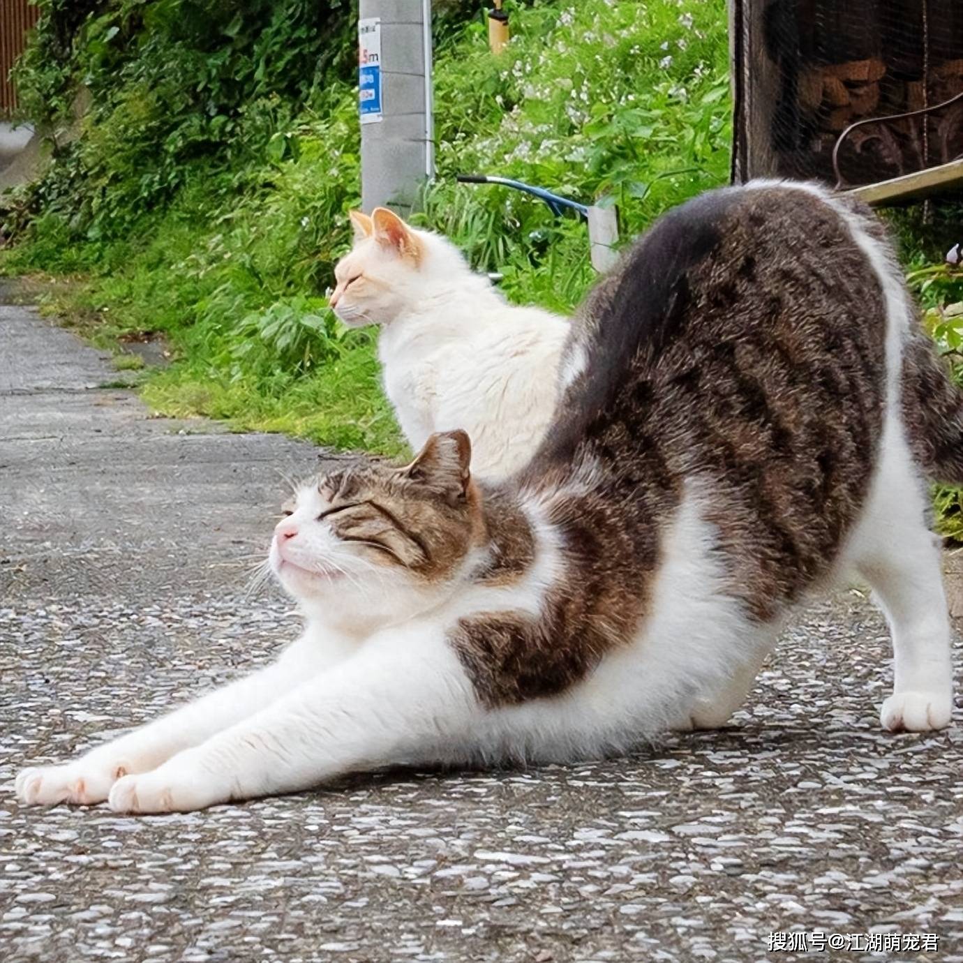 猫科动物伸懒腰图片