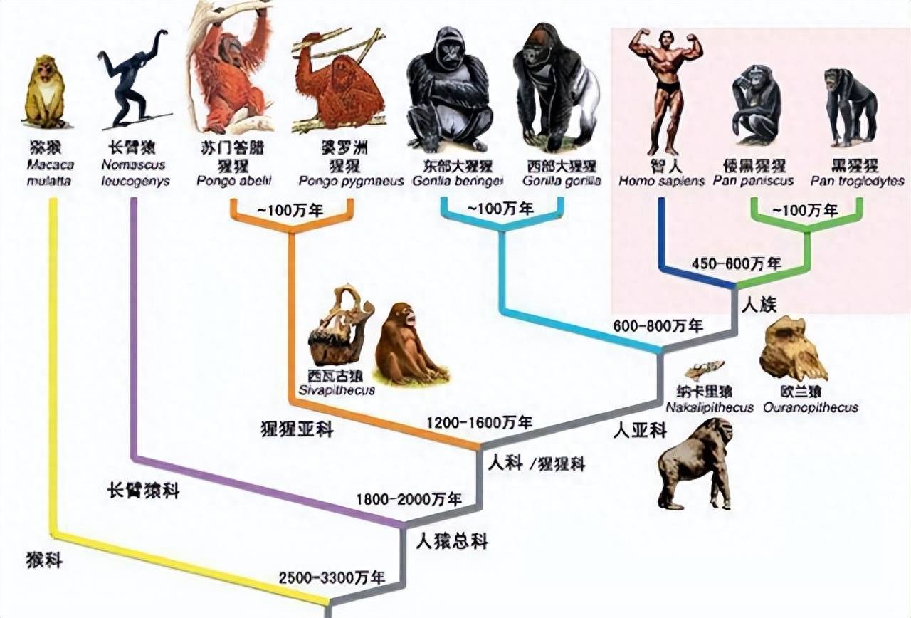 人类为何成为杂食动物?250万年前的天灾如何改变了进化_搜狐网