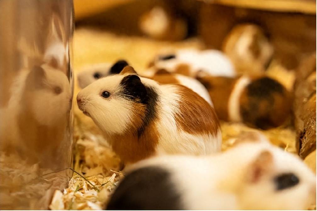 成都"室内迪士尼"开园迎客,提前锁定假期遛娃网红地_土拨鼠_小朋友