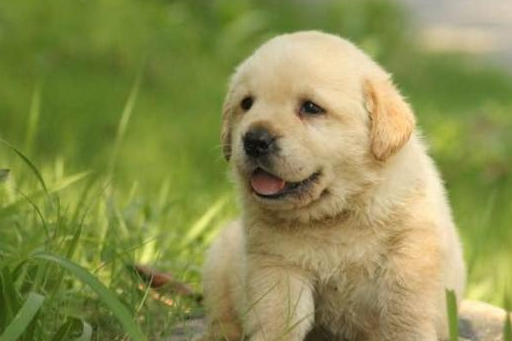 拉布拉多小时候是个萌炸了的小天使,吐个小舌头萌翻老夫的少女心_感觉