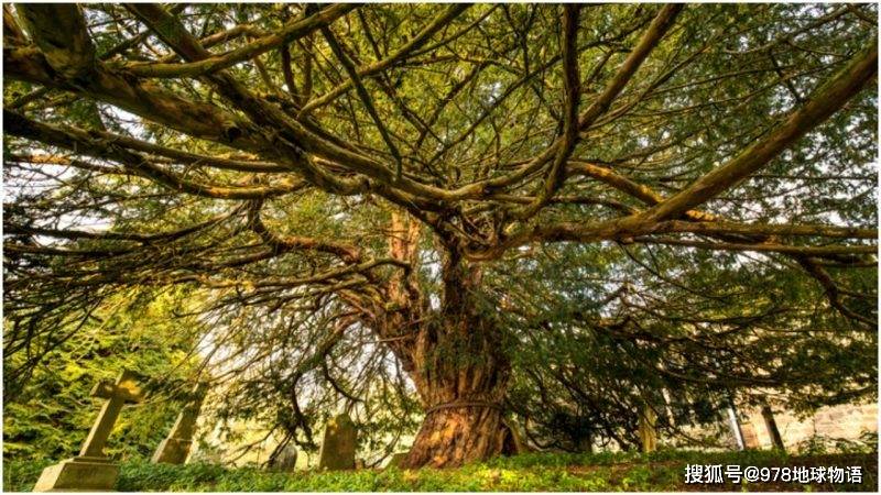 这棵古老的杉树,和巨石阵同岁,比吉萨金字塔还大几百年_紫杉_树木
