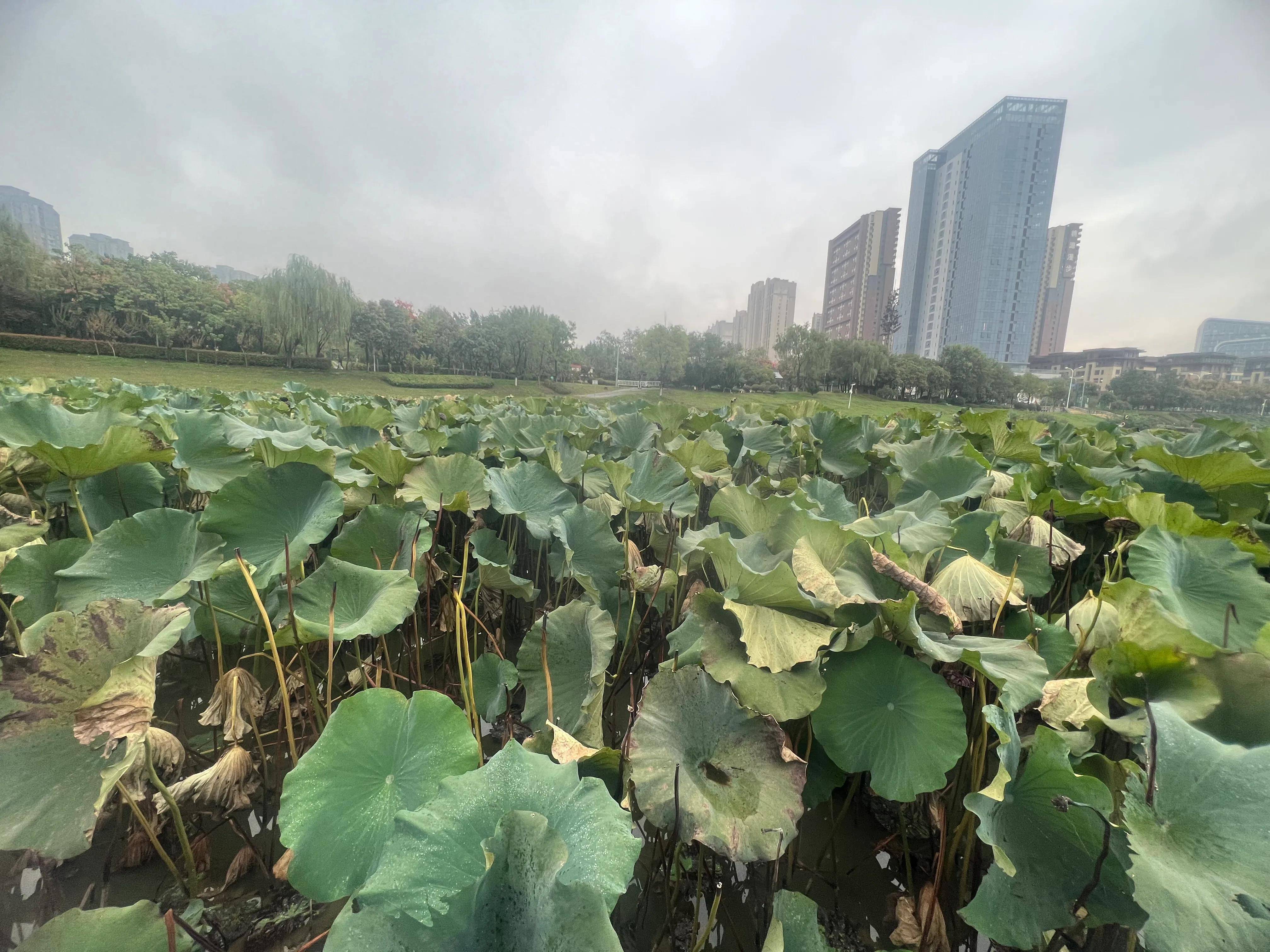 浐灞桃花潭公园图片