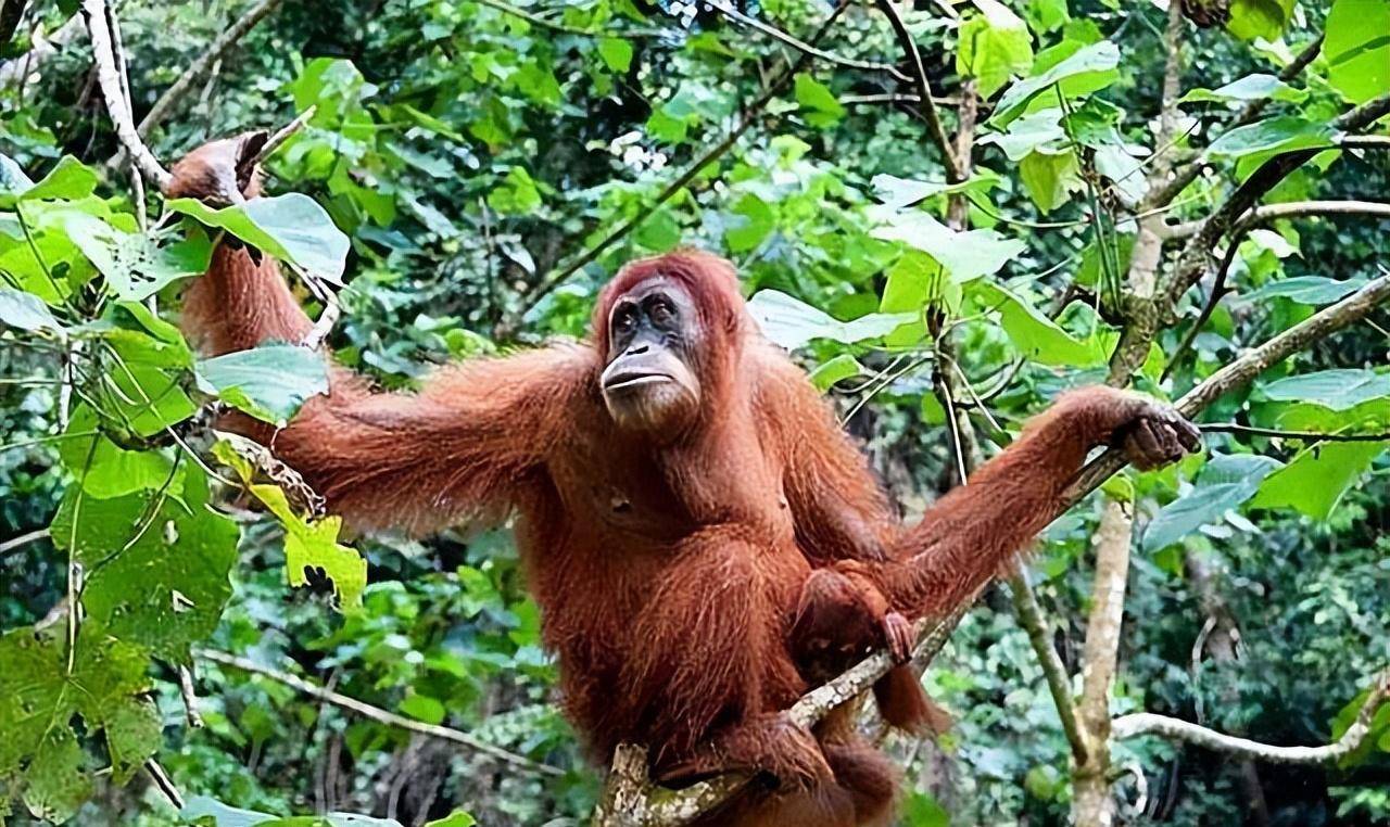 2003年,印尼红毛母猩猩被囚禁6年,获救后见到"妈妈"行为古怪_pony