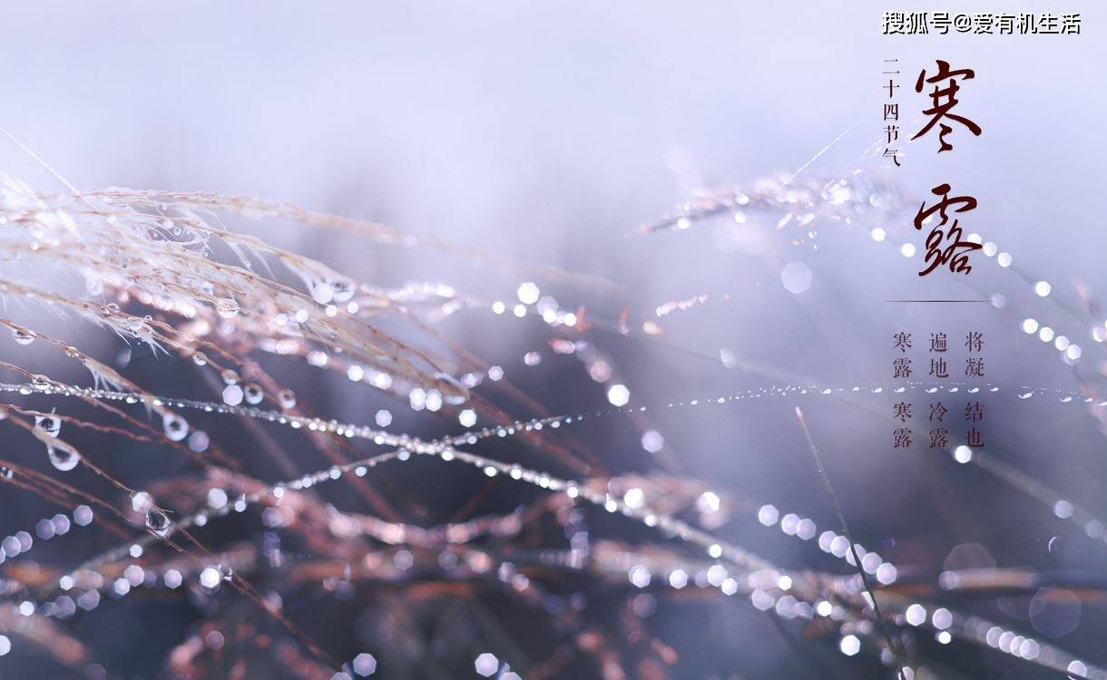 原创            寒露节气特点和风俗，寒露有什么吉祥寓意