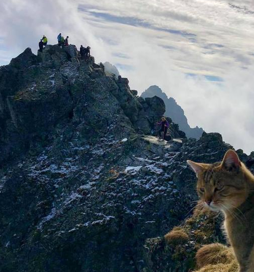 男子爬上2500米山顶,却遭到一只猫咪的鄙视 男子爬上2500米山顶,却遭到一只猫咪的鄙视