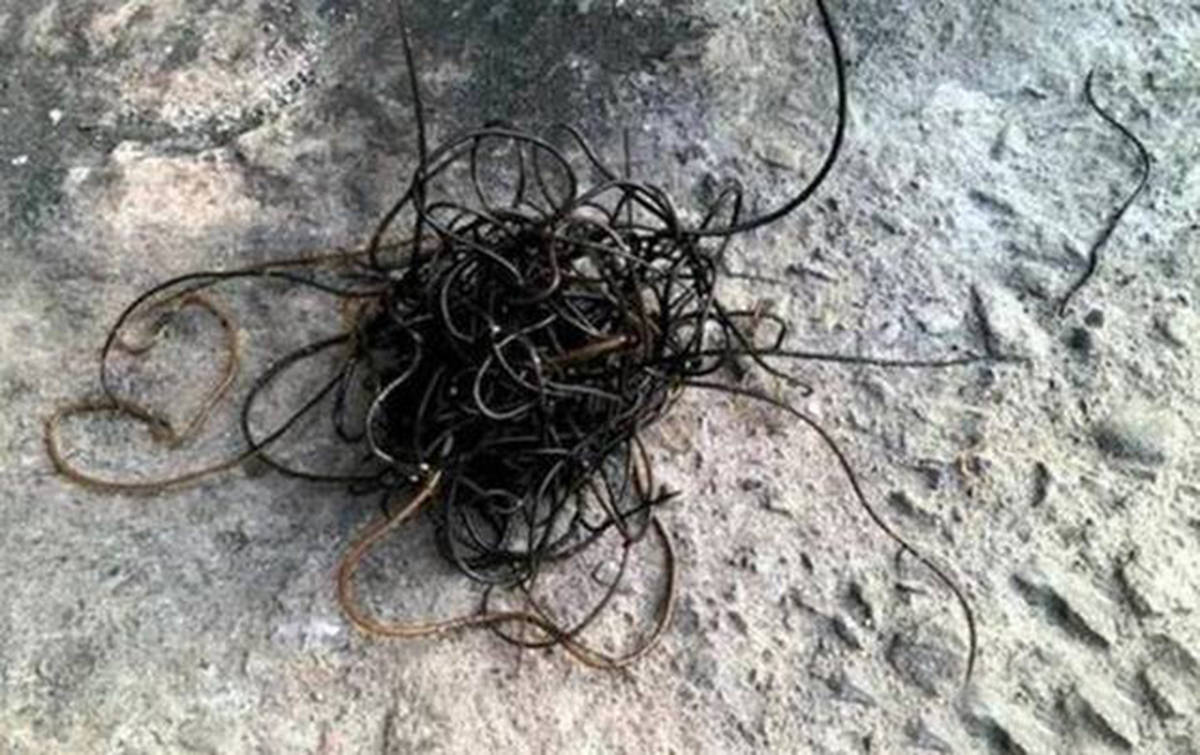 昆虫_研究_环境