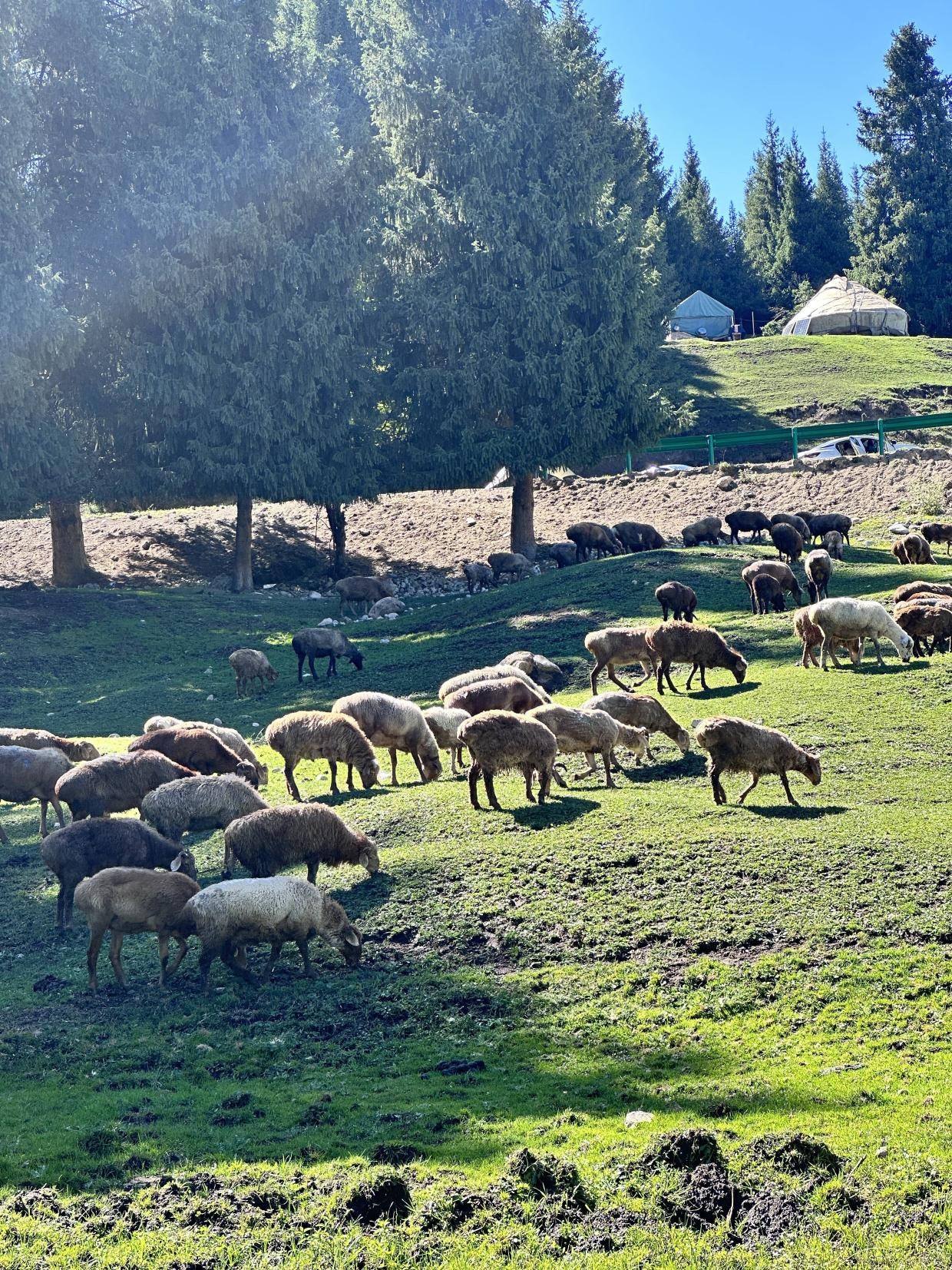 畅哺全脂羊奶粉,甄选新疆生态牧场好奶源,好奶源铸造品质好羊奶