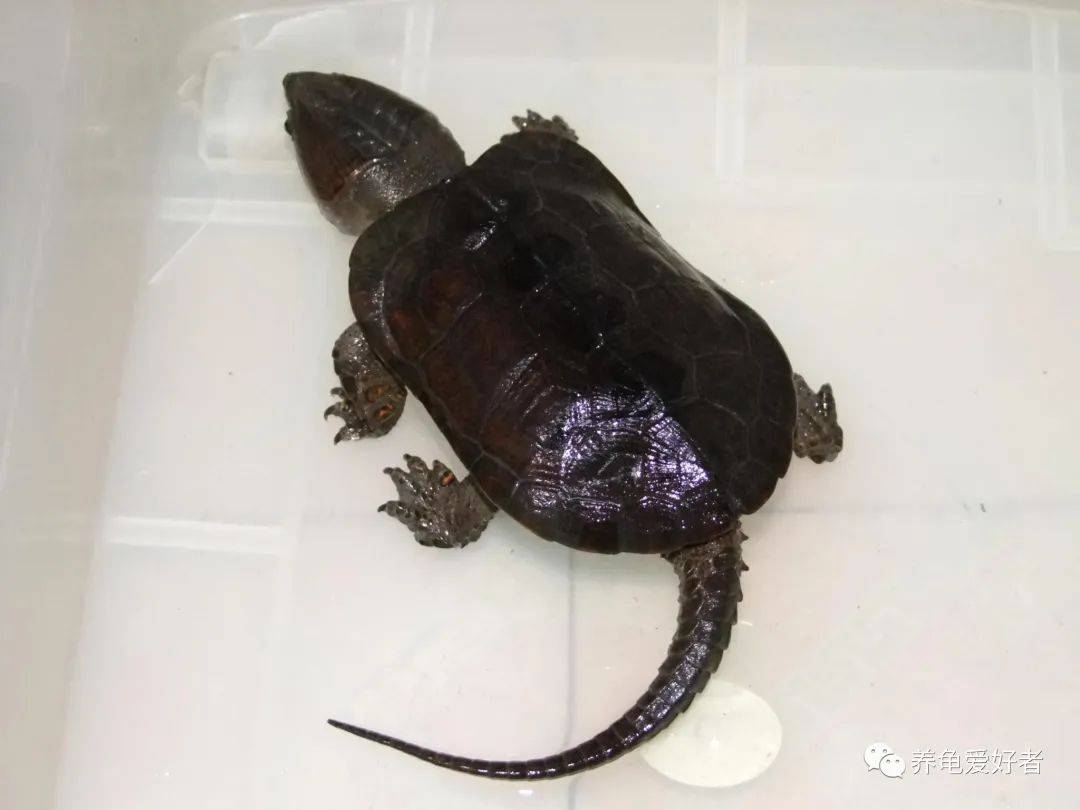 鹰嘴龟越来越多人工个体冲进市场,可以入手了吗?_管理_水质_情况