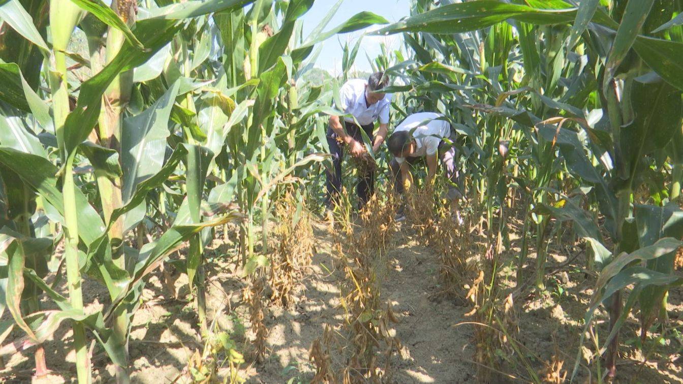 兴仁市波阳镇4000亩大豆玉米复合种植迎丰收_进行_农户_人员