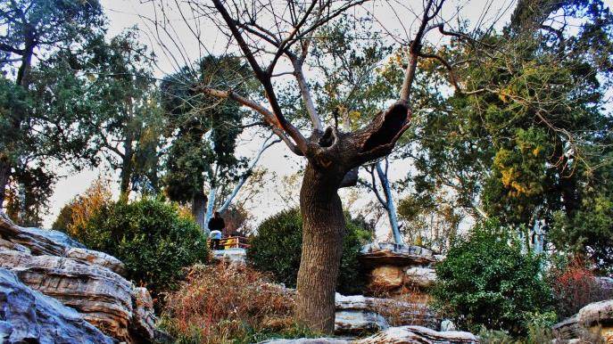 大明皇帝崇祯自缢处:70年代破除迷信,那棵老歪脖子树被连根拔起_刺槐