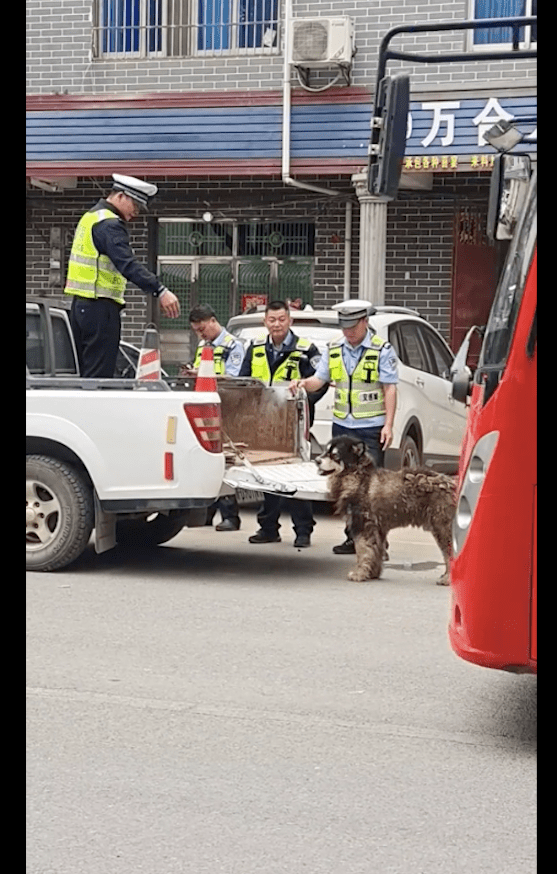 民警处置流浪的阿拉斯加,让它坐车后面不愿意,非要坐在车里面! 民警处置流浪的阿拉斯加,让它坐车后面不愿意,非要坐在车里面!