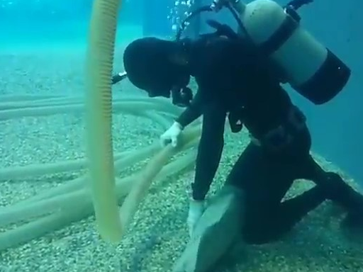 猫魂石斑鱼跑来求关注，乖等潜水员帮它摸摸头搔肚肚：很舒服呢！