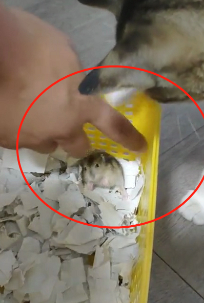 老婆买仓鼠回家的同一天,我捡到了一只流浪猫,鼠:我太难了! 老婆买仓鼠回家的同一天,我捡到了一只流浪猫,鼠:我太难了!