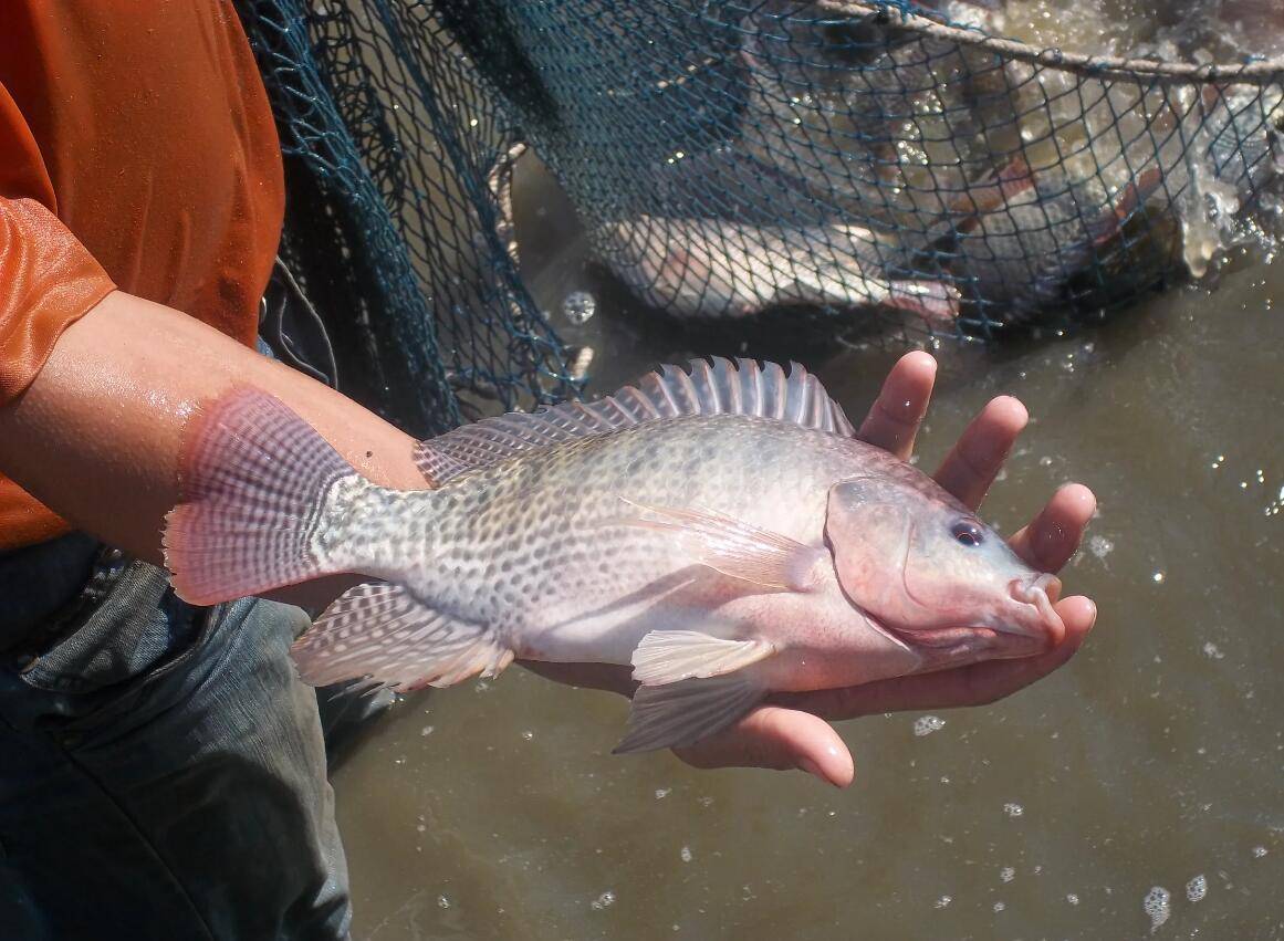 奥尼罗非鱼养殖技术:成功养殖的秘诀和注意事项