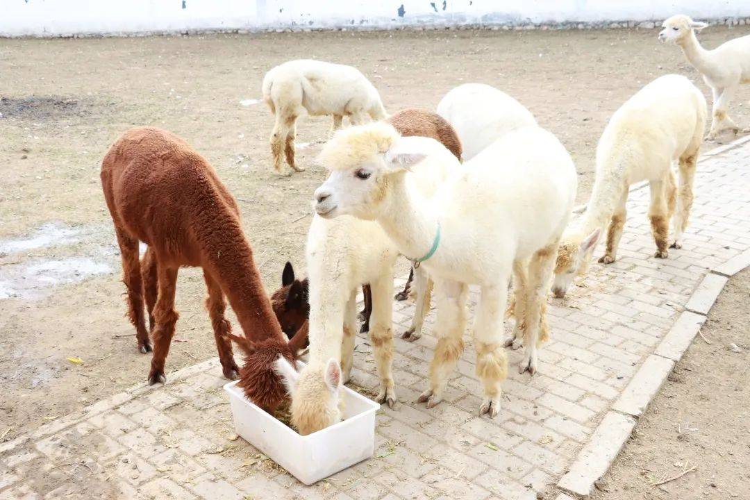 羊驼科技小院落户延庆冬奥冰雪小镇