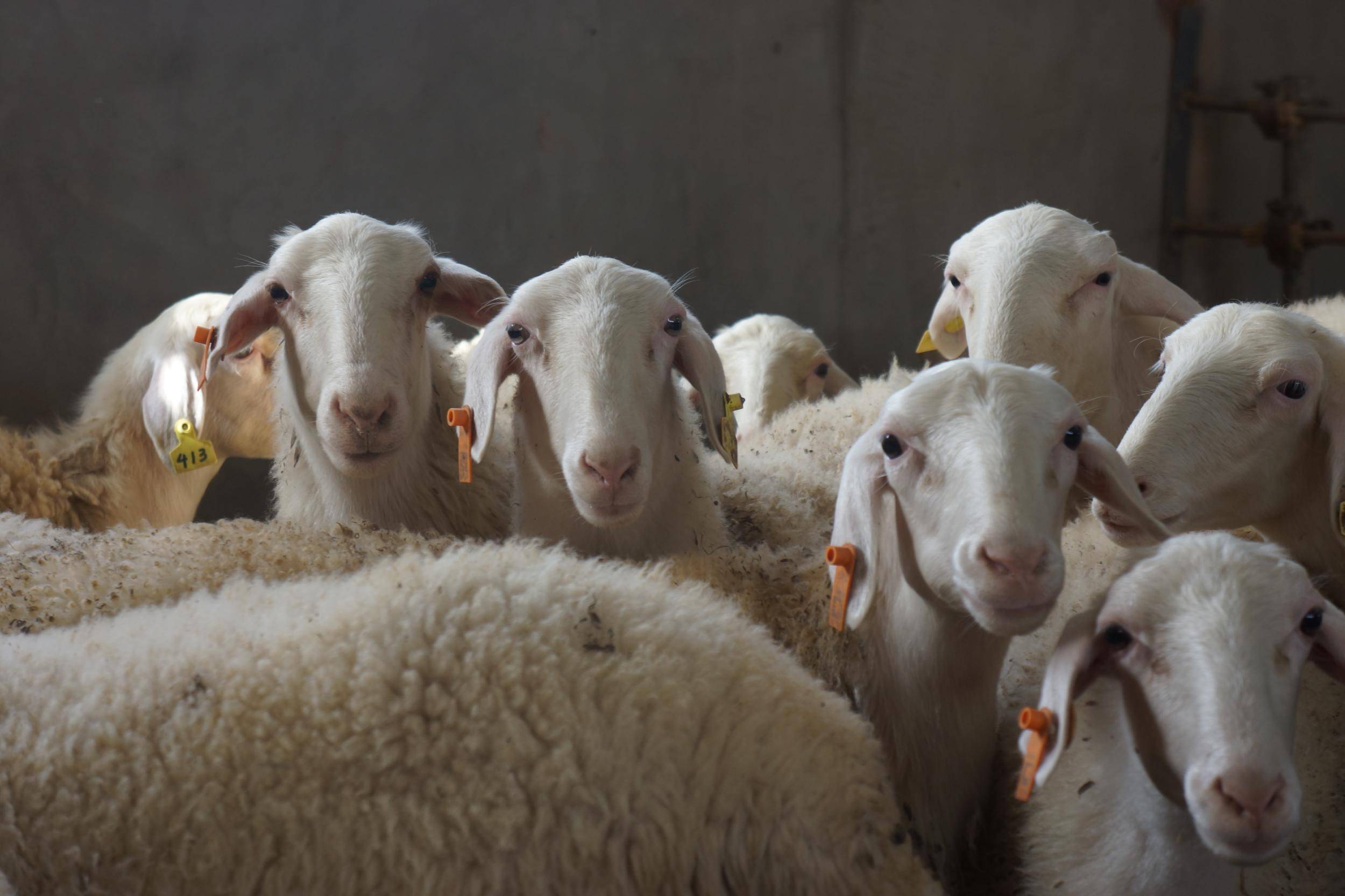 了解母羊不发情的原因,看这里!_影响_环境_身体状况