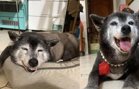 16岁老年犬沉迷泡泡纸，每一块泡泡纸都要按完