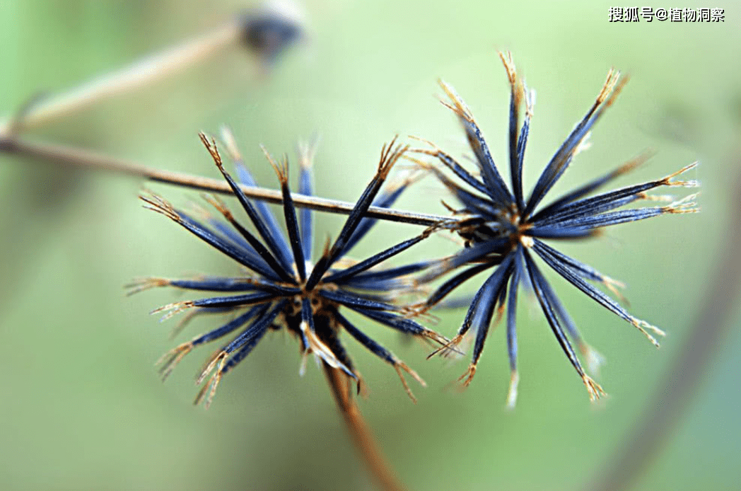 鬼针草,也叫鬼钗草,蟹钳草,粘连子,它原产于美洲地区,大概在150年前