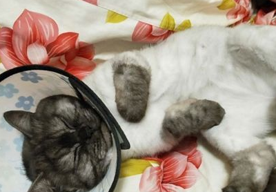 黑猫第一次剃毛,主人差点认不出来:怎么穿了件白色内衣? 黑猫第一次剃毛,主人差点认不出来:怎么穿了件白色内衣?