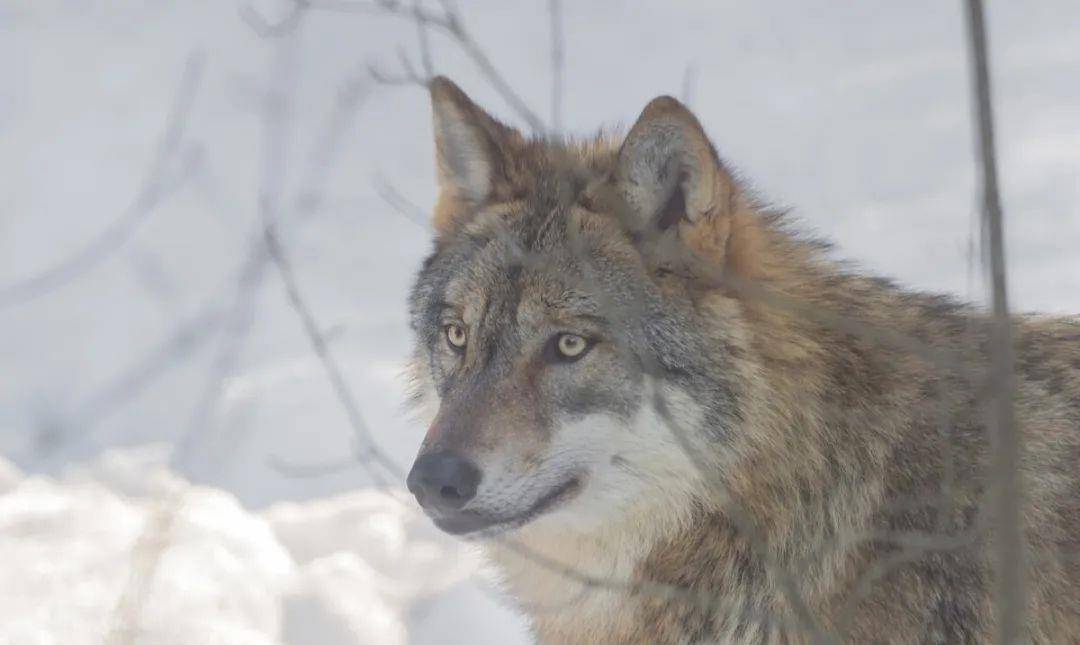 饿狼一口咬向倒在雪路上的老人脸,忽然发现了伤疤,立即找人救人_爬犁