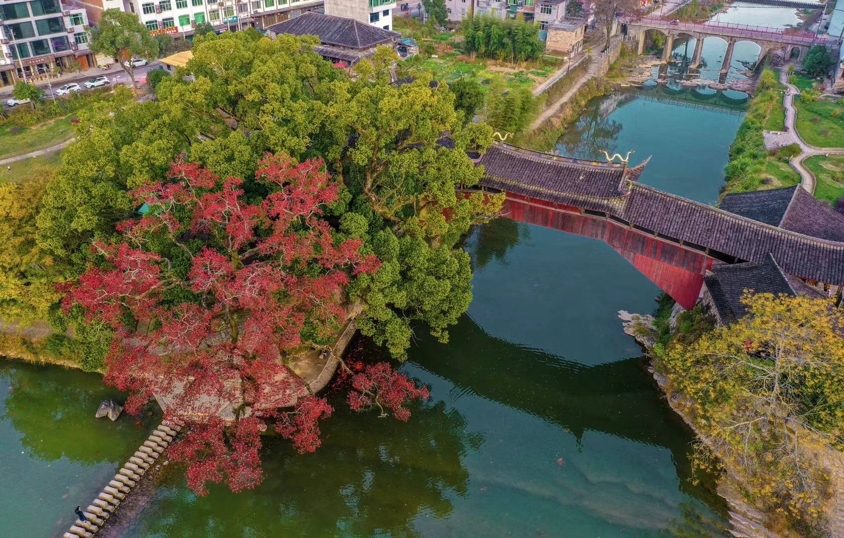 浙江温州赏秋好去处,中国廊桥之乡泰顺,北涧桥千年乌桕红叶时