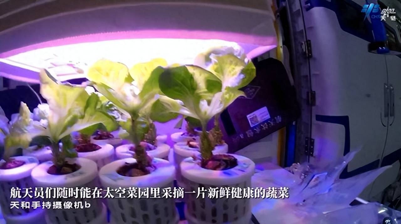 中国空间站上的"太空菜园":航天员自己种菜吃!_种植_蔬菜_小政