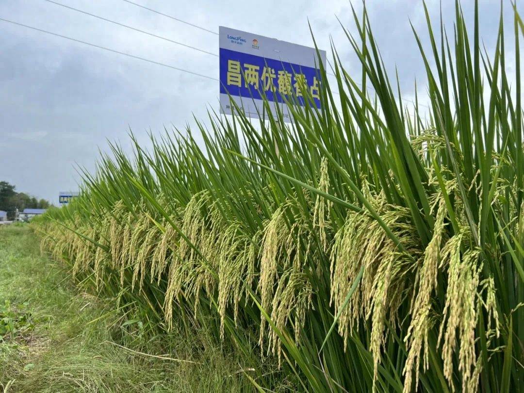 响稻12水稻品种简介图片