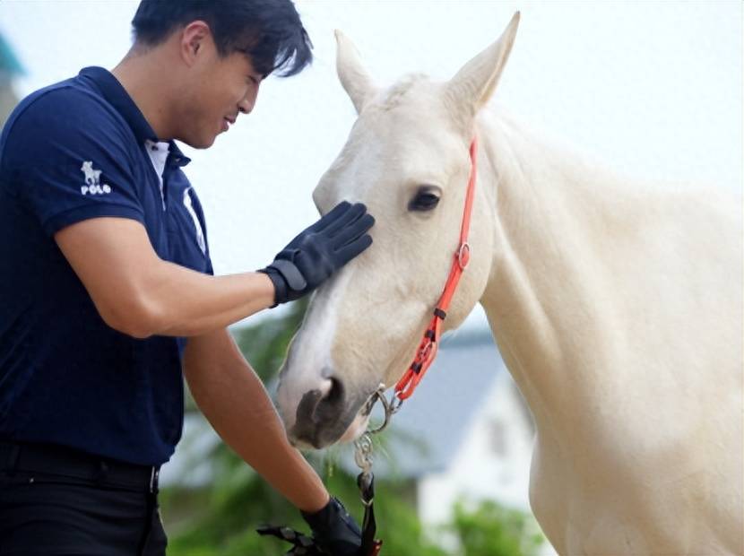 为何要用马嚼子套马，这么做不残忍吗？没有人类它们可能早已灭绝(图7)