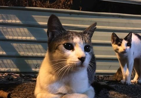 五只猫咪折手躺在车子旁边，就为了等车主来喂罐头，让网友们羡慕